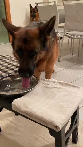 Tatona ❤️ #germanshepherd #pastoretedesco #dogsoftiktok #amiciaquattrozampe #tocca #asciugare #il #muso #acqua #dog #bere #asciugarsi #la #bocca #addestramentocani 