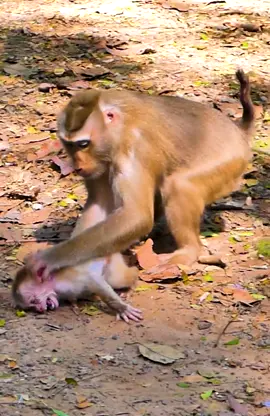 Enjoy Watching Abandon Baby Monkey - Daily Wildlife Monkey #Rainbow #Leo #Lucie #Libby