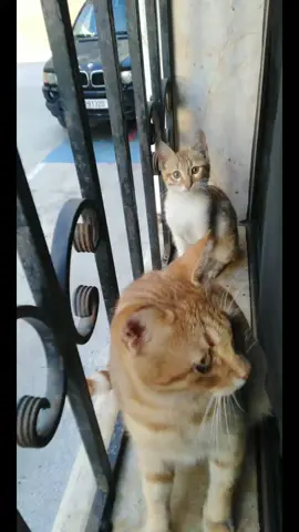 #funny cats family 🐾 #blondiecats #catslovers 