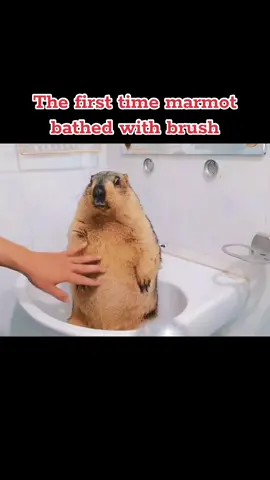 #foryou #viralvideo #marmot #marmothimalayan #marmota 