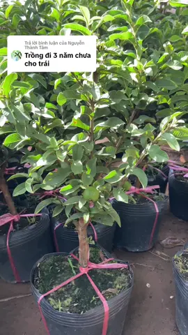Trả lời @Nguyễn Thành Tâm Bên e bán hàng cây thực tế. Đã bán trên đây muốn lâu dài là phải uy tín chứ k phải nói tào lao. Khách hàng hiện nay họ thông minh lắm ạ. Họ nhìn vào sl đơn hàng, Lượt đánh giá và người bán nữa ạ#huyềnlinhcâygiống #oise 