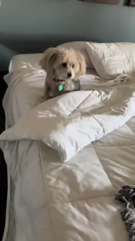 Sissy is constantly teaching my patience. #dogmom #patience #CapCut 