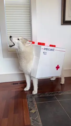 #huskylife #ambulance #costume #foryou 