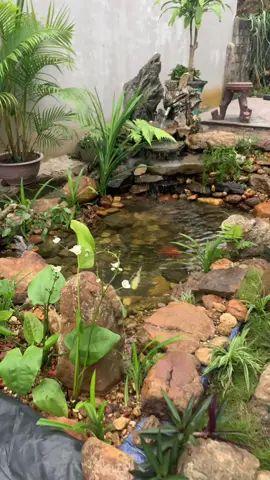 Hôm nay mới có thời gian quay#xuhuong #thietkebeca #caitaosanvuon #pptn #hocakoi #becathuysinh 