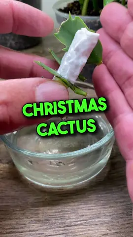 Christmas Cactus, Thanksgiving Cactus, Easter Cactus Update. 