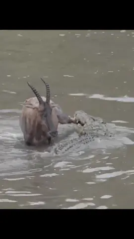 antelope and crocodile#animal #wildanimals 