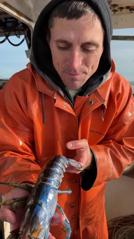 Bowie part 11! (final part) #maine#lobster#ocean#fishing #bowie #rare #rarelobster #rarefind #petlobster #interesting #DidYouKnow #learn