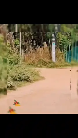 ya se siente el espíritu 🧑‍🎄🏂❄️☃️#parati #navidad #bolas #perritos #viral 