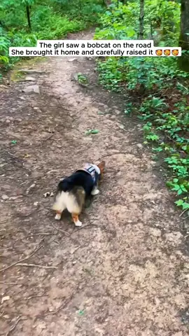 The girl was walking and saw a baby bobcat #bobcat #babybobcat #bobcatsoftiktok #catsoftiktok #animals #animalsoftiktok #animalsrescue 