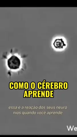 Veja a reação dos nossos neurônios quando aprendemos algo novo  #educacao 