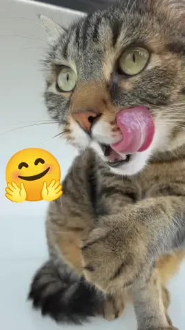 Misti says hello 🤗😻🤗 #cat #catsoftiktok #viral #fyp 