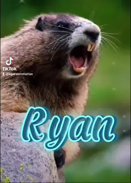 Marmota chamando 🤗 #marmotachamando #marmotagritando #marmota #chamando #gritando #nomes #ryan #agoraemmuriae 