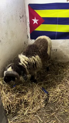 #غرام #أكباشء#قصر هلال🐏👊🏻🐏