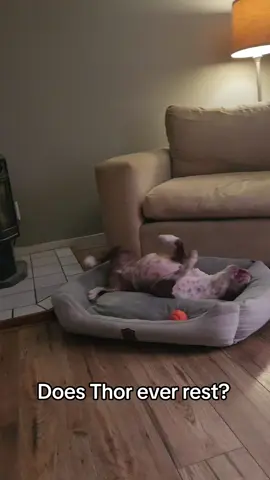 The answer is....sometimes..🤣🤣🤣