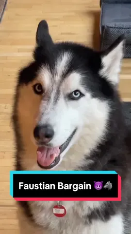 “A fair trade by any measure.” 🐺😈⚖️😅🥰 #siberianderpskies #siberianhusky #siberianhuskies #huskiesoftiktok #dogsoftiktok #huskies #husky 