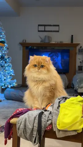 Not a thought in that beautiful head of his #smoothbrain #britishlonghair #fypシ #foryoupage #foryou #catsoftiktok #christmas #orangecat #nothoughtsheadempty #sillycat 