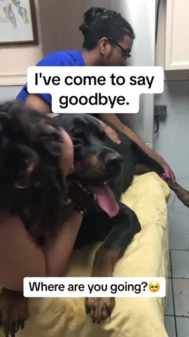 So sad! I’m crying over this order❤️‍🩹🥺🐾 #dogsoftiktok #dogloss #petloss #dogs #doglover #doggrief #petgrief #catsoftiktok 