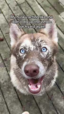 Zero regrets 😂 #husky 