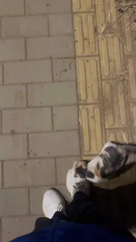 It followed me all the way and wanted to go home with me. #cat #fyp #catsoftiktok #cute #funnyvideos 