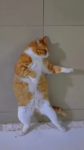 unstoppable cats! #cat #kitty #kungfucat #catvideo #cats #pet 