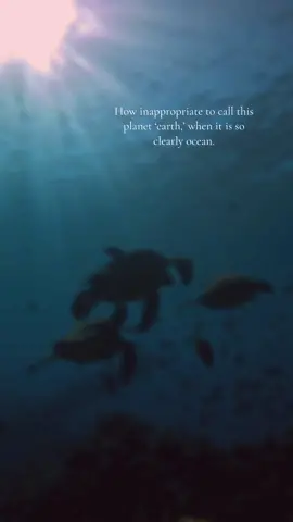 We will he back live with our turtle friends soon ❤️ #seaturtles #ocean #wildlife #nature #quotes #beauty #fyp #turtles #ocean #ourplanet 