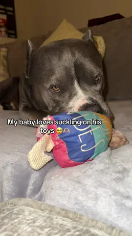 Rocks hims to sleep 🥹🥰🐾 #dog #dogsoftiktok #dogs #bully #bullybreeds #pocketbully #fyp 