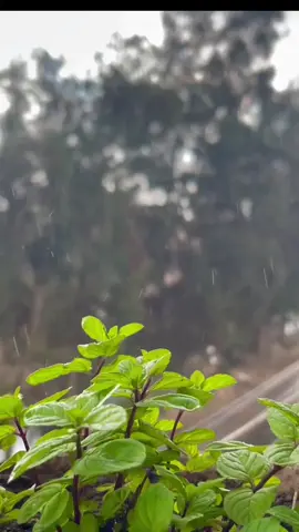 قرآن الصباح بصوت الشيح محمود علي البنا سورة الممتحنه  #القران_الكريم_راحه_نفسية😍🕋 #القران_الكريم 