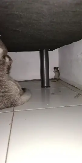 scared for his life while cat playing😭 #fyp #cat #mouse #catsoftiktok #fypシ゚viral #cats #funny #real 