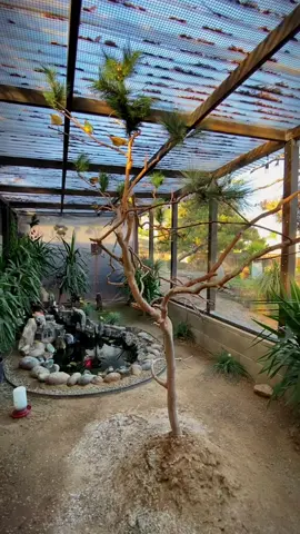 #paradiseparkaviary #aviarybirds #aviary #birds #finches #canaries #birdlovers #paradise #birdsparadise #reels #instareels #instagram #instagood #youtube #youtuber #fyp #fresno #559 #fish #pond #fishpond #koi #koipond #birdaviary 