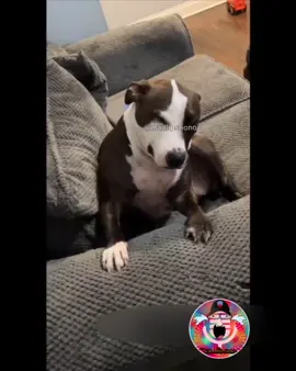 Karkass la bezoin un vétérinaire la 🤨 _____________________ abonnez vous @madlipsnono  _____________________ #karkass #karkasse #madlipsnono #rire #humour974 #herbs #🌿 #drolehumour #chienheureux #chienchien #dogsofinstagram #reunionisland #kreoloveslocal #kréole #reunionnais 