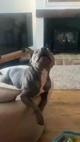 Anyone else’s pup get this excited and act like they’ve not seen you for years?! The best ever hello to come home to! His face🥺 #staffyloverss #staffylovers #dogsoftiktok #staffordshirebullterrier #furbaby #staffiesoftiktok #bluestaffy #pocketbully #hometime#dogsvideoontiktok #doglover #