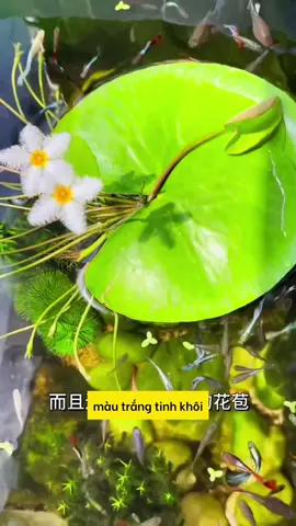 Loại sen này kỳ diệu thật, tôi cũng đang trồng vài cái trong bể cá #aquarium #tuanaquarium #fish #fyp