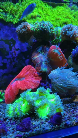 Mới sắm thêm vài em san hô mềm ưng ý quá lại phải lên clip khoe mọi người chiếc bể mặn  Cần tư vấn setup bể mới liên hệ shop nha #OD #ODAqua  #TikTokAwardsVN2023 #ffws2023 #cacanhbien #becanuocman #canuocman #thuysinh #thuỷsinh #reef #Reeftank #reefaquarium #saltwateraquarium #saltwatertank #aquariumhobby #coral 