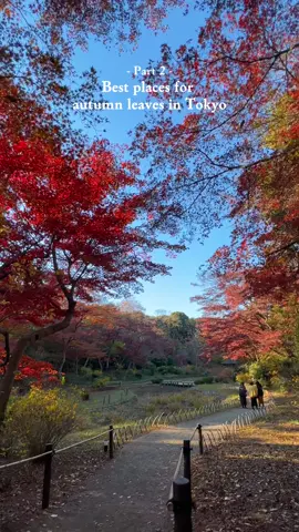 🍁 Part 2: Best places for autumn leaves in Tokyo  1. Meiji Jingu Gyoen 2. Shinjuku Gyoen National Garden 3. Hibiya Park 4. Gyoko-dori (in front of Tokyo Station) 🍂 Autumn colours are at their peak across Tokyo. Don’t miss this opportunity! 👉 Discover Part 1 of the best autumn destinations in Tokyo on our page and follow for more Japan travel content. #tokyoautumn #tokyotravel #japanautumn