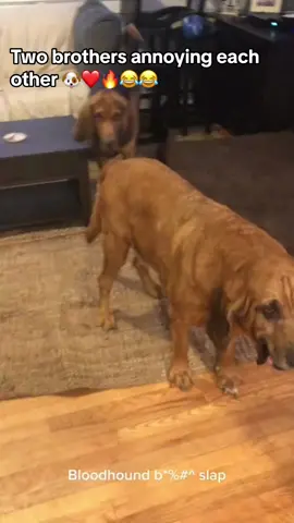 Two bloodhounds brother going at each other 🤣❤️🐶🤣. #dog #doglovers #dogs #foryoupage #foryou #puppy #puppies #bloodhound #bloodhounds #puppies #puppytiktok #fyp #mydog #trending #viralvideo #bigdog #bigdogs 