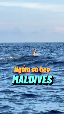 Đến Maldives ngắm cá heo vui đùa trên biển. #travip #yeumaybay #LearnOnTikTok #longervideos