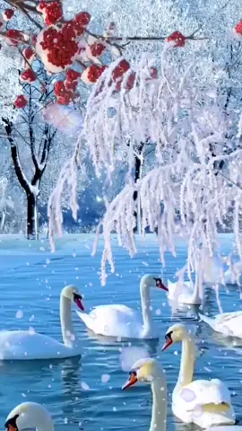 Beautiful #scenery #TikTok #fyg #nature #snow #🦆🦆🦆