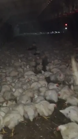 En el jale, ni modo a chingarle  #viralfyp #viralvideos #trabajando #usa #animal #pollos #granjas #migrantes_latinos 