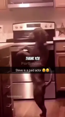 Funny and cute dog comp 🤣🤣🤣 #funnydog #funnypet #cutedog #dogsoftiktok #doglover #dog 