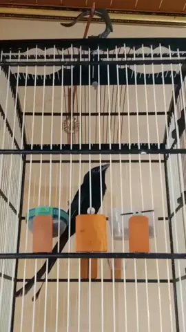 hitam elegant 🤤#masteranburung #kicaumania #masteranmuraibatu #sriguntinggacor #masterancendet 