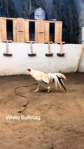 #rgfarm #sabongislife🐓 #fypシ #foryoupage #white #bullstag 