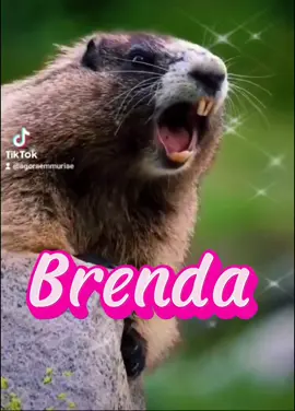 Marmota chamando 🤗 #marmotachamando #marmotagritando #marmota #chamando #gritando #nomes #brenda #agoraemmuriae 