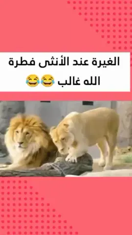 #الغيره #حب #الاسد #لبوه #لبوهہ🔥 #moka_ramy 