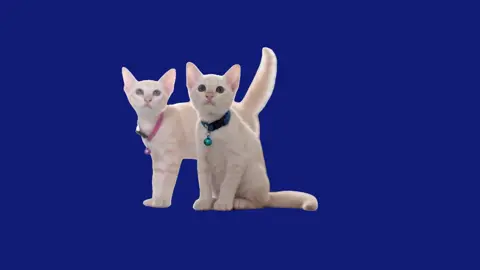 2 CUTE KITTENS CATS KITTY CATS ANIMATED | Green Screen Blue Screen #cute #kittens #kittensoftiktok #cat #cats #catsoftiktok #kittycat #kittycatsoftiktok #gato #gatostiktok #gatos #animated #animatedtiktok #greenscreen #greenscreenvideo #greenscreentiktok #chromakey #graphics #bluescreen #bluescreenvideo