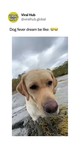 she was a fairy ✨🧚‍♀️ Copyright / Credit: @dognamedstella  #ViralHub #viral #fyp #trending #humor #dogs #dogfails #dogsoftiktok #funny #random #chaoticenergy