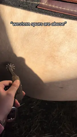 rosie looks really traumatized😎 #blowthisup #equestrian #mare #aqha #westernspurs #quarterhorses 