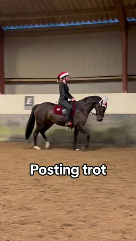 I hate my sitting trot😭 #stensgaardsaquilak #horse #horsesontiktok #fyp #foryoupage 