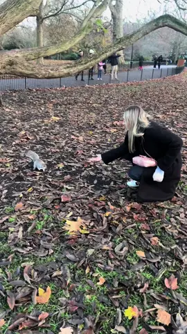#london #squirrels #tiktok #winter #greenparklondon #londres🇬🇧 #visionlondon #park 