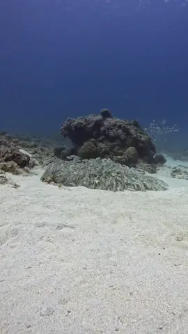 wave of Venomous striped catfish  #viral #trending #nemo #clownfish #marinelife #scubadiving @paditv @natgeo @SCUBAPRO