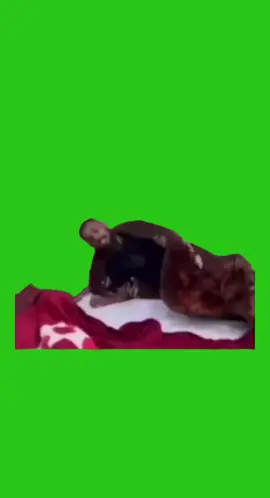 ناموا✨️🗿#ريكشنات #ابو_الاخضر💚💚💚 #رياكشنات_مطلوبه #تحشيش_للضحك😂 #عباراتكم #ميمز😂 #اويلي_عليك_جيسوس #الشعب_الصيني_ماله_حل😂😂 #tiktoklongs #fypage #foryou 